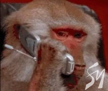 ���� ������ � ������� 5 ���� ����������� ���